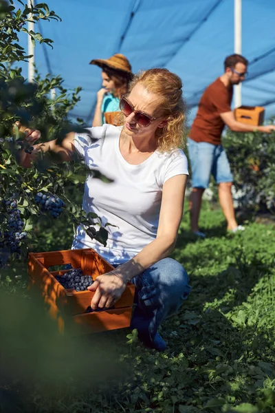 Modern aile organik bir çiftlikte yabanmersini topluyor. Aile mesleği kavramı..