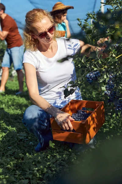 Modern aile organik bir çiftlikte yabanmersini topluyor. Aile mesleği kavramı..