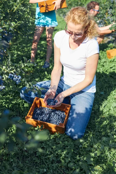 Modern aile organik bir çiftlikte yabanmersini topluyor. Aile mesleği kavramı..