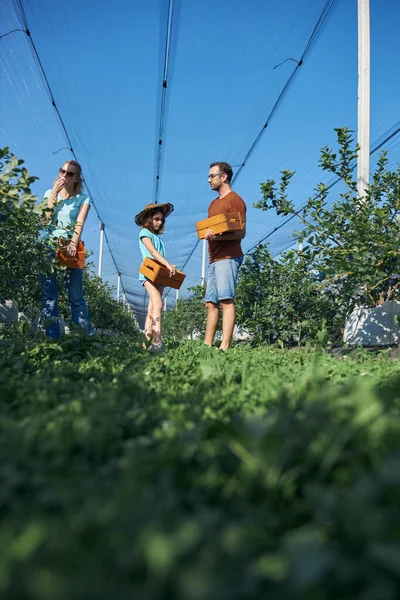 Modern aile organik bir çiftlikte yabanmersini topluyor. Aile mesleği kavramı..