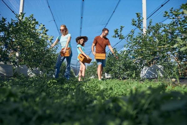 Modern aile organik bir çiftlikte yabanmersini topluyor. Aile mesleği kavramı..