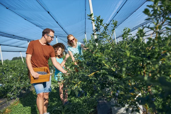 Modern aile organik bir çiftlikte yabanmersini topluyor. Aile mesleği kavramı..