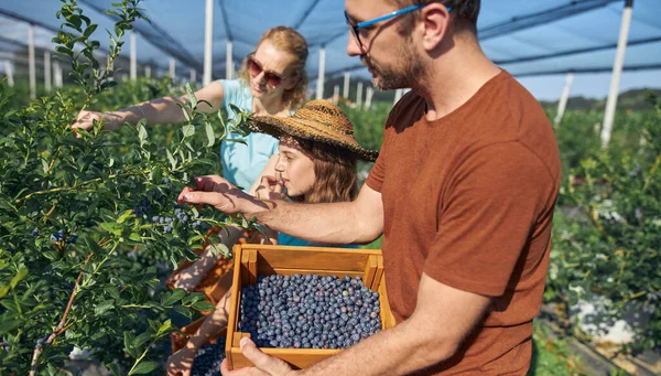 Modern aile organik bir çiftlikte yabanmersini topluyor. Aile mesleği kavramı..