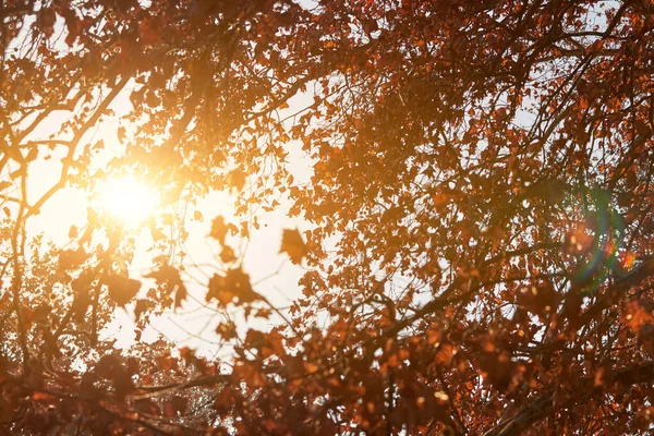 Couleurs Arbres Automne — Photo