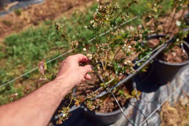 Yabanmersini organik çiftliğinde çalışan erkek bahçıvan..