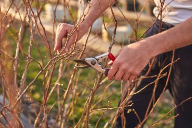 Yaban mersinli organik çiftlikte çalışan budama makası olan erkek bahçıvan..