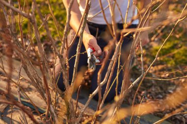 Yaban mersinli organik çiftlikte çalışan budama makası olan erkek bahçıvan..