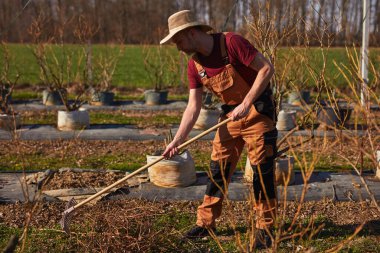 Yabanmersini organik çiftliğinde çalışan erkek bahçıvan..