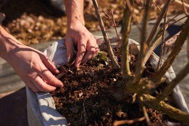 Yabanmersini organik çiftliğinde çalışan erkek bahçıvan..