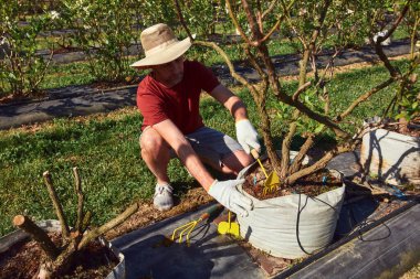 Yabanmersini tarlasında çapayla çalışan şapkalı bir erkek bahçıvan..