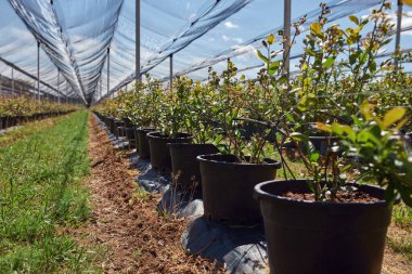 Yaban mersini organik çiftliği ve dolu koruyucu ağları..