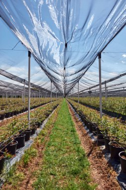 Yaban mersini organik çiftliği ve dolu koruyucu ağları..