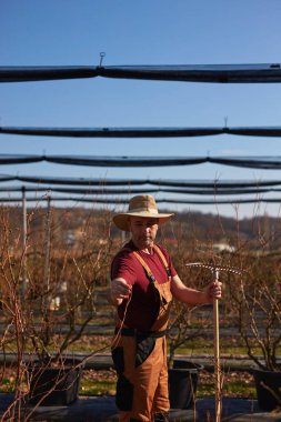 Yabanmersini tarlasında şapkalı bir erkek bahçıvan tırmıkla çalışıyor..
