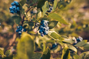 Çiftlikte mevsimlik toplamaya hazır taze yabanmersini..