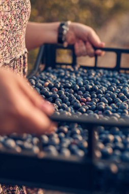 Çiftçi çiftlikte taze yaban mersini topluyor..