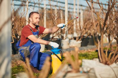 Baharda, çiçek açmadan önce yabanmersini tarlasına böcek ilacı, böcek ilacı ve bitki öldürücü sprey kullanan çiftçi..