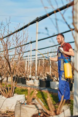 Baharda, çiçek açmadan önce yabanmersini tarlasına böcek ilacı, böcek ilacı ve bitki öldürücü sprey kullanan çiftçi..