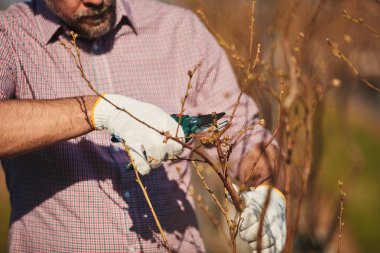 Bir erkek bahçıvan makasıyla dikkatlice bir bitkinin tomurcuklanan dallarını inceliyor ve kesiyor. Bu da yaban mersinli organik bir çiftlikte bahar mevsiminin başladığını gösteriyor..