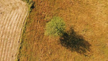 Yeşil tarlaları ve tepeleri olan sakin güneşli yaz manzarası.