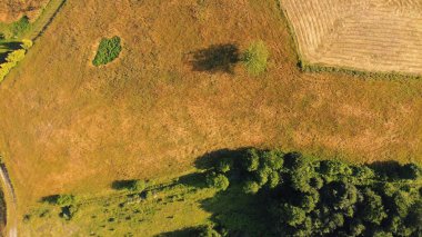 Yeşil tarlaları ve tepeleri olan sakin güneşli yaz manzarası.