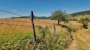 Yeşil tarlaları ve tepeleri olan sakin güneşli yaz manzarası.