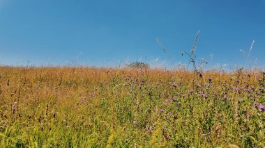 Yeşil tarlaları ve tepeleri olan sakin güneşli yaz manzarası.