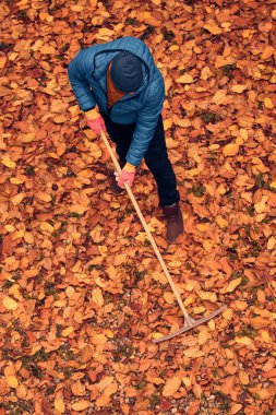 Adam düşen sonbahar yapraklarından bahçeyi temizliyor..