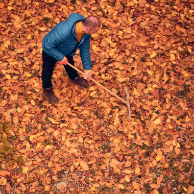 Adam düşen sonbahar yapraklarından bahçeyi temizliyor..