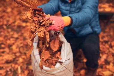 Adam düşen sonbahar yapraklarından bahçeyi temizliyor..