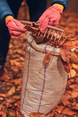Adam düşen sonbahar yapraklarından bahçeyi temizliyor..