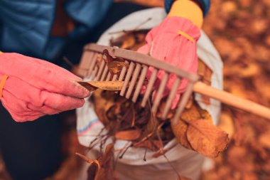 Adam düşen sonbahar yapraklarından bahçeyi temizliyor..