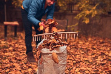 Adam düşen sonbahar yapraklarından bahçeyi temizliyor..