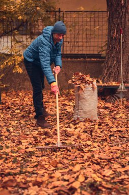 Adam düşen sonbahar yapraklarından bahçeyi temizliyor..