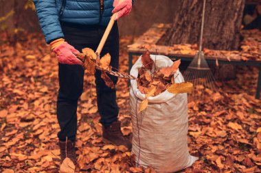 Adam düşen sonbahar yapraklarından bahçeyi temizliyor..