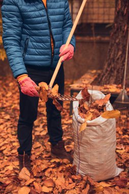 Adam düşen sonbahar yapraklarından bahçeyi temizliyor..