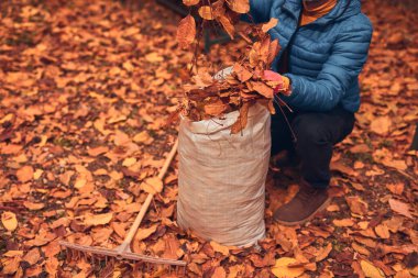 Adam düşen sonbahar yapraklarından bahçeyi temizliyor..