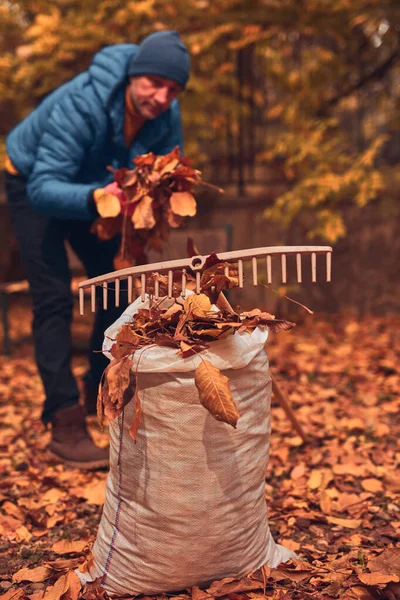 Adam düşen sonbahar yapraklarından bahçeyi temizliyor..