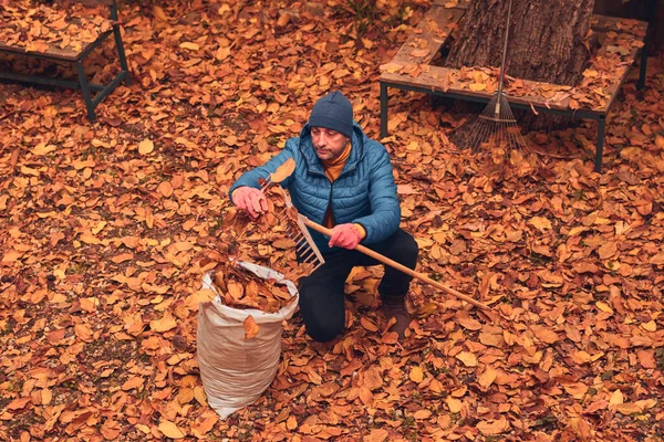 Adam düşen sonbahar yapraklarından bahçeyi temizliyor..