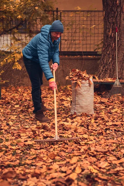 Adam düşen sonbahar yapraklarından bahçeyi temizliyor..