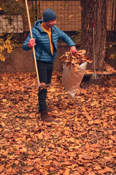 Adam düşen sonbahar yapraklarından bahçeyi temizliyor..