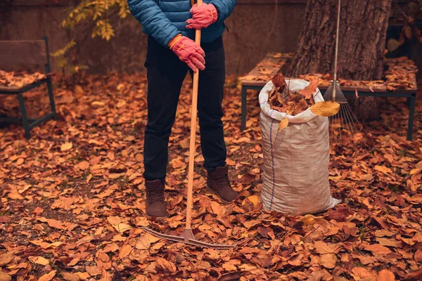 Adam düşen sonbahar yapraklarından bahçeyi temizliyor..