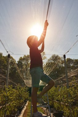 Çiftçinin tarım çiftliğine, meyve, sebze ve ekinleri sert hava koşullarından korumak için dolu önleyici ağ kurması.