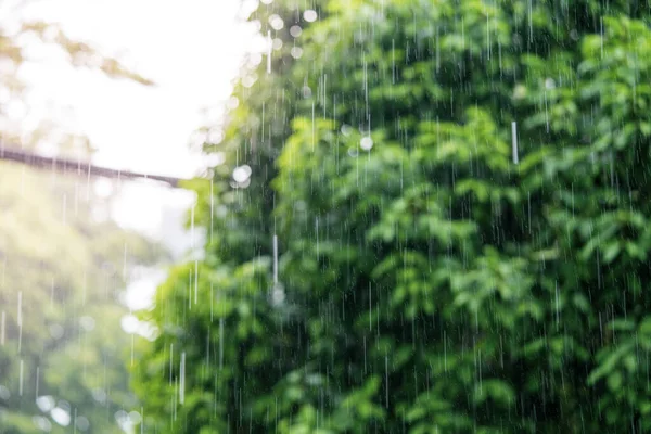 Pioggia Giorno Con Soft Focus Alberi Verdi Sfondo — Foto Stock