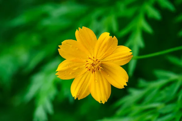 Gros Plan Sur Les Fleurs Jaunes Beau Bokeh Vert Jardin — Photo