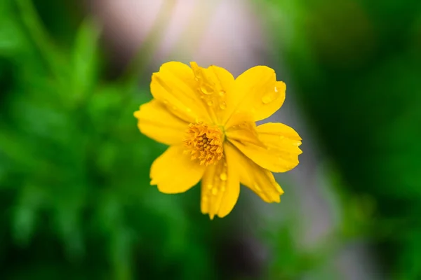 Close Van Gele Starburst Bloemen Mooie Groene Bokeh Bloementuin — Stockfoto