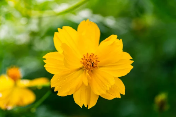 Nahaufnahme Von Gelben Starburst Blüten Und Schönem Grünen Bokeh Blumengarten — Stockfoto