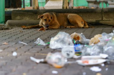 Kahverengi köpekler çöpleri karıştırıyor ve çöplerin kaldırımı doldurmasına neden oluyor.
