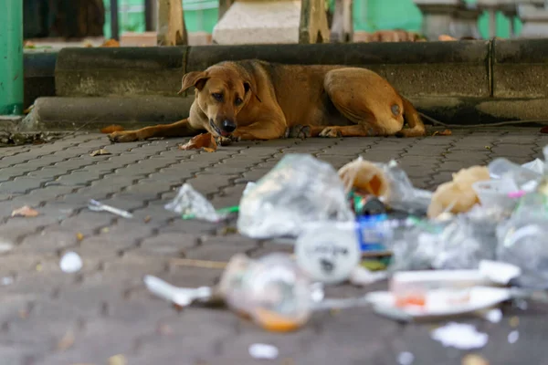 Brązowe Psy Żerują Śmieciach Powodując Wysypywanie Śmieci Chodnik — Zdjęcie stockowe