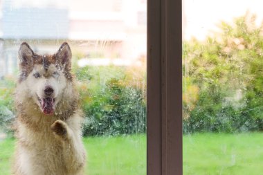 Cam kapının dışında eve girmek isteyen Sibiryalı bir köpek resmi..