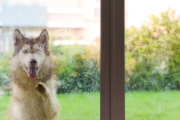 Cam kapının dışında eve girmek isteyen Sibiryalı bir köpek resmi..